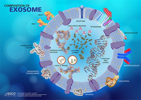Composition of Exosome